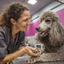 Pawfect Finishes: Techniques Groomers Use to Polish the Final Cut with Detail Shears