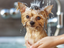 Left Inside the Tub? How to Clean, Store, and Protect Your Grooming Shears