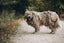 How to Explain to an Owner That Their Dog Needs a Sanitary Trim (Without Embarrassing Them)