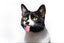 The Science of Feline Degreasing: Protocols for Oily Coats and "Stud Tail"