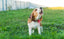 Thinning Shears on Dogs: How to Blend Without Leaving Marks