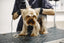 Handling a "Grooming Challenged" Pet: A Groomer's Perspective