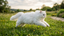 Texturizing vs. Smoothing: Grooming Protocols by Breed Coat Type