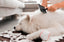 Professional Undercoat De-Shedding Guide