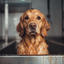 What to Do When a Dog Hates Being Groomed