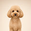 Pricing Full Grooms by Time and Coat Condition, Not Size Alone