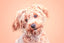 Stripping vs. Scissoring: Master Techniques for Wire and Curly Dog Coats
