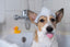 Canine Cutaneous pH and Hygiene: Why Human Shampoo Destroys the Lipid Barrier