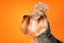 Canine Visagism and Facial Geometry: Customizing Commercial and Asian Fusion Styles