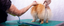 Pet Grooming Shears