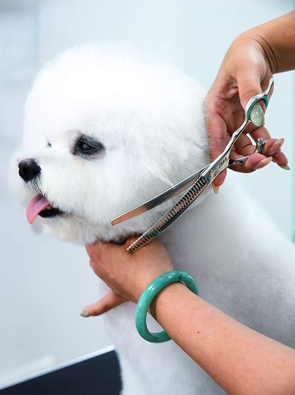 Zora Pet Grooming Curved Blender Shear - Model A-7533C – Zora Shears